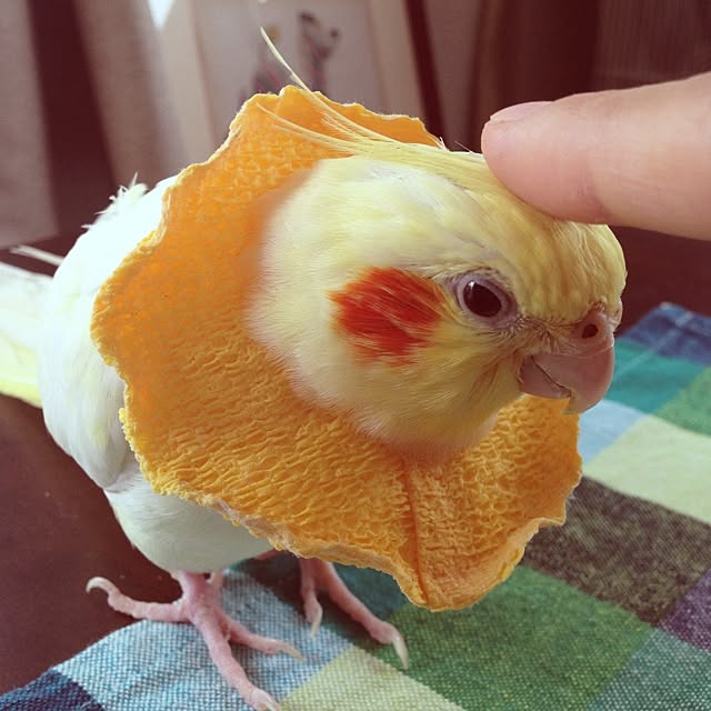 watabowさんの実例写真