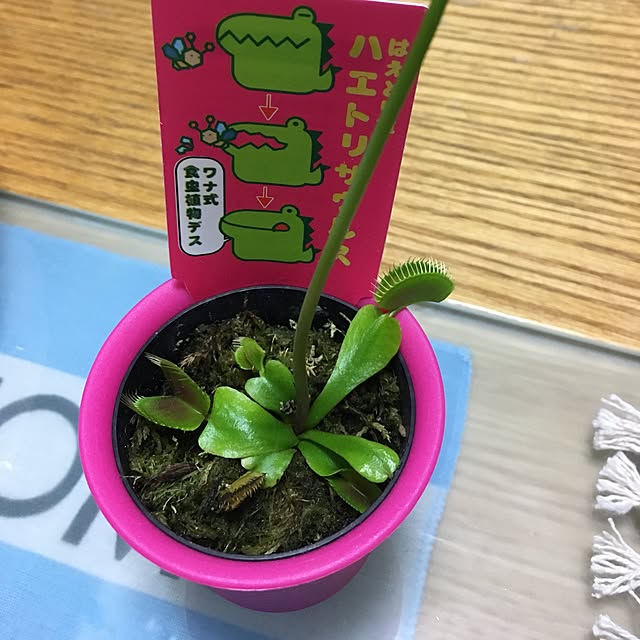 sayasさんの実例写真