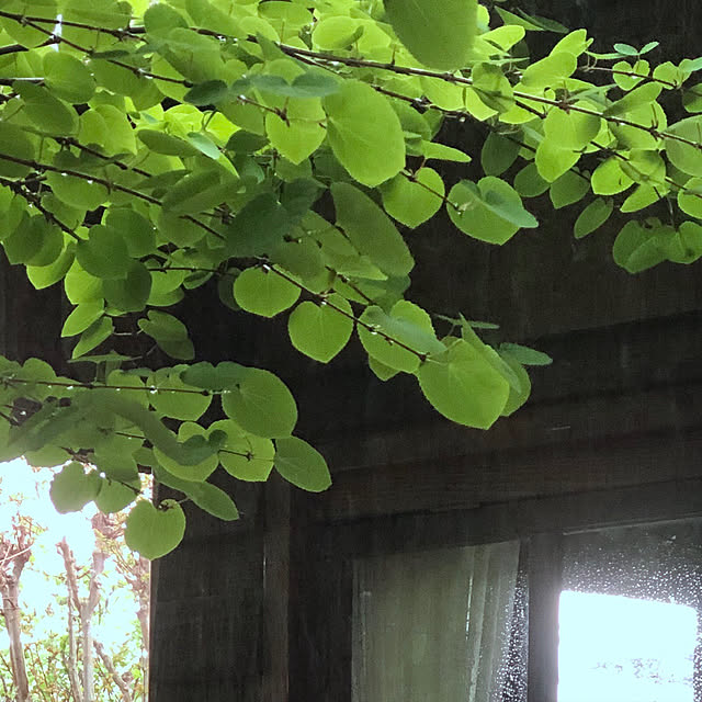 okaasanさんの実例写真
