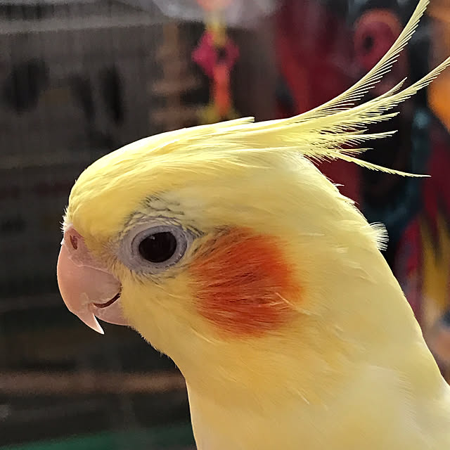 kurochanさんの実例写真