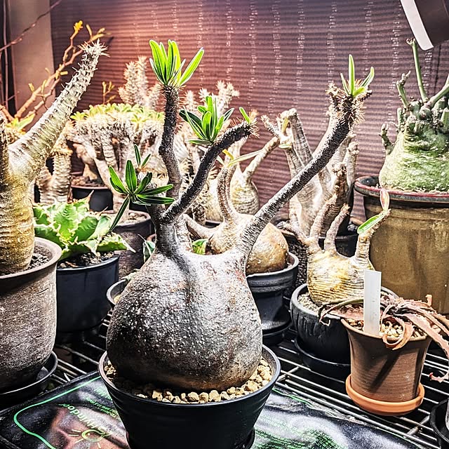 ot-gardenさんの部屋