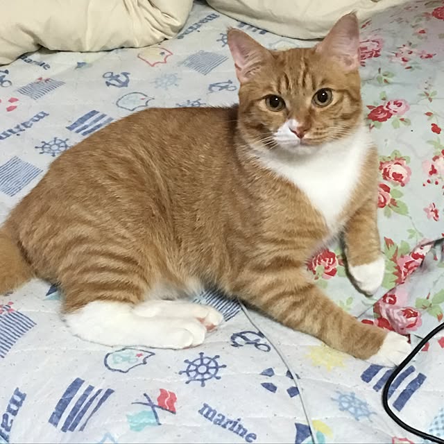 CATさんの実例写真