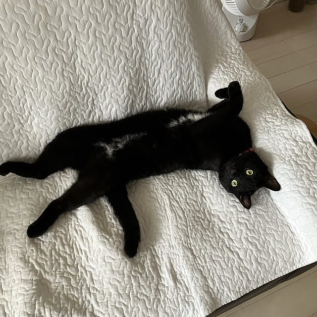 nekomiさんの部屋