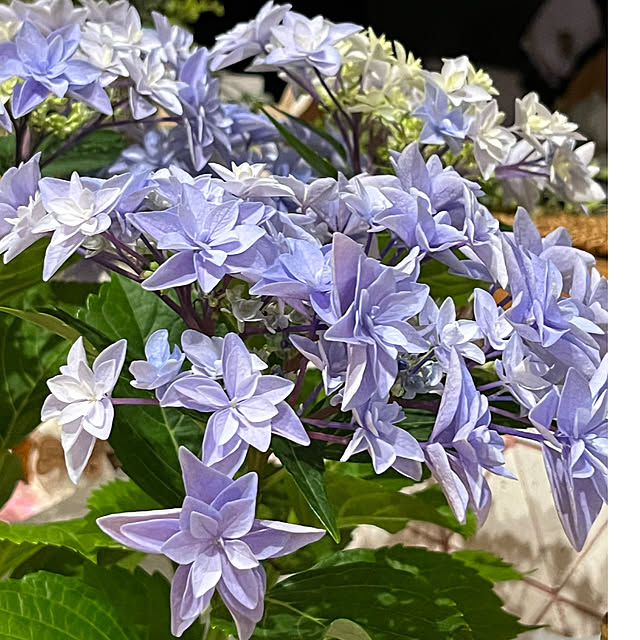 cotaさんの部屋