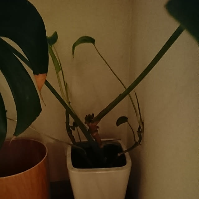 Matsu62さんの実例写真