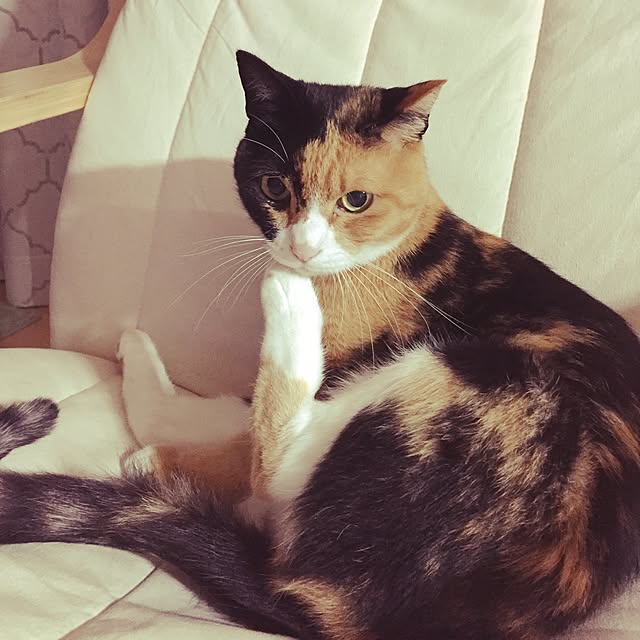 meguchiyoさんの実例写真