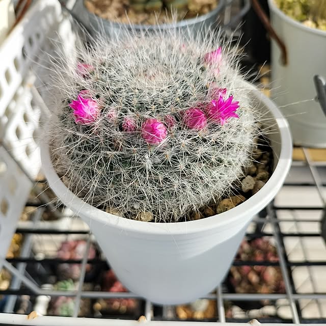 aoiroさんの部屋