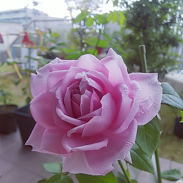hiromimiさんの実例写真