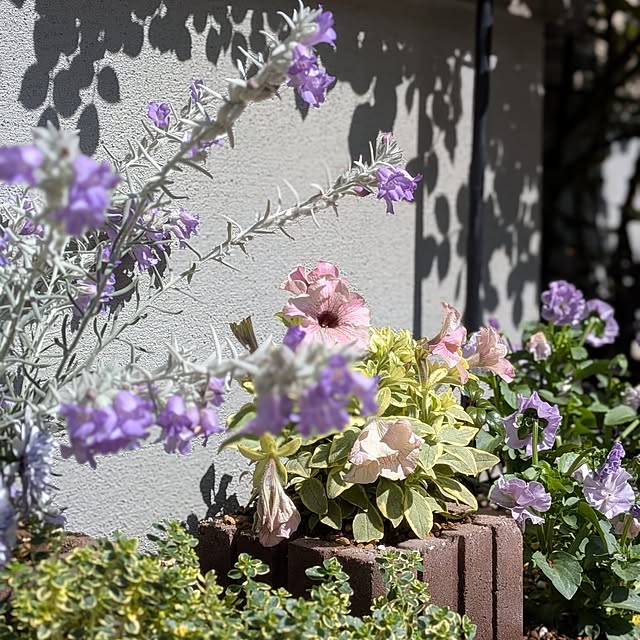 kumijiさんの実例写真