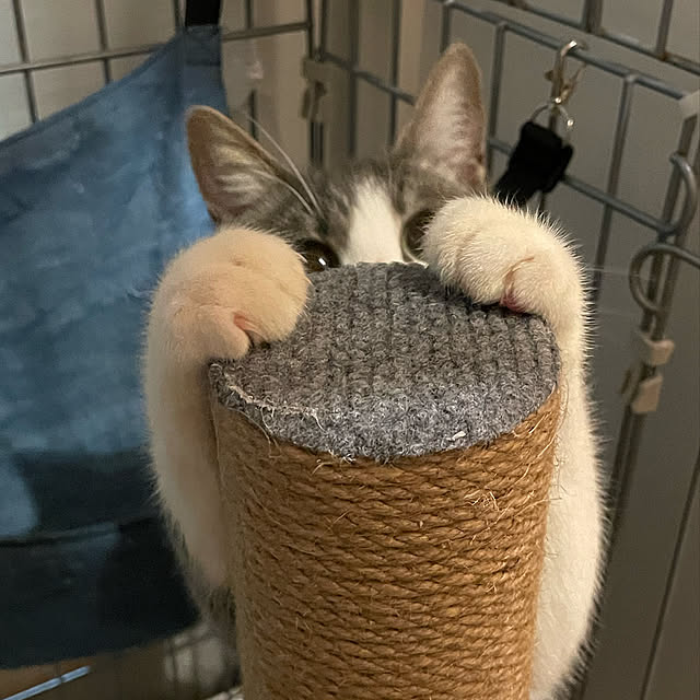nekosamaさんの実例写真