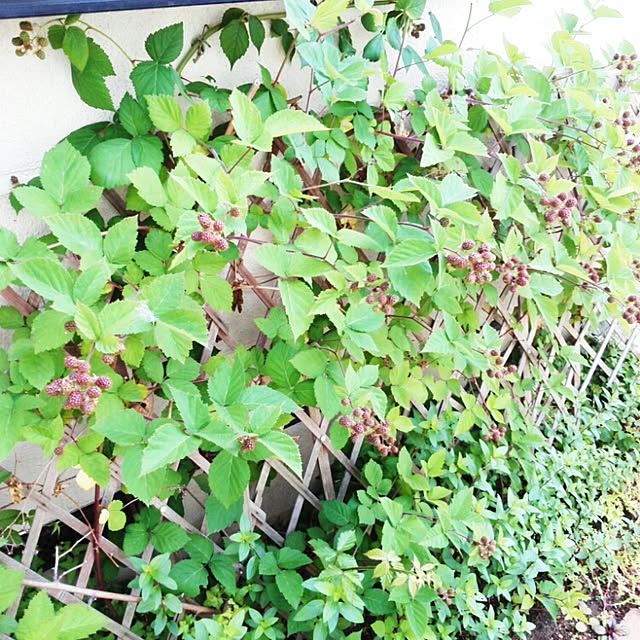 oliveさんの実例写真