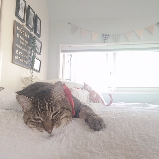 lovecatさんの実例写真