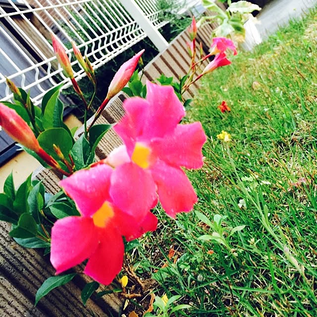 belleさんの実例写真