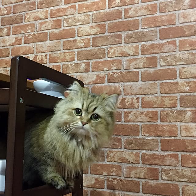 butachanさんの実例写真