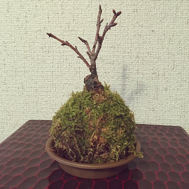 pontaさんの実例写真