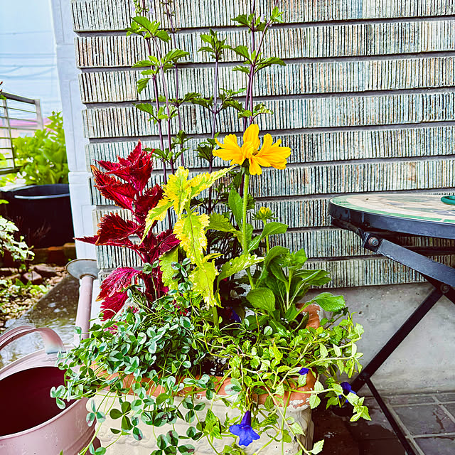 玄関/入り口/夏の模様替え/花のある暮らし/リフォーム 中古/雑草だらけ...などのインテリア実例 - 2024-07-15 16:33:35