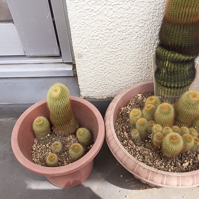 lagurusさんの実例写真