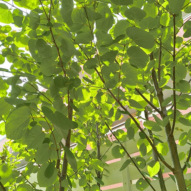 monchanさんの部屋