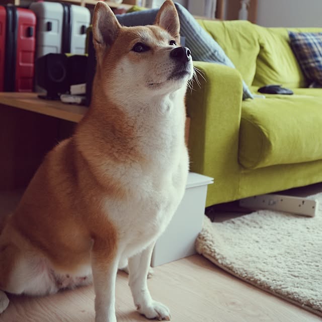 kshsnewさんの実例写真