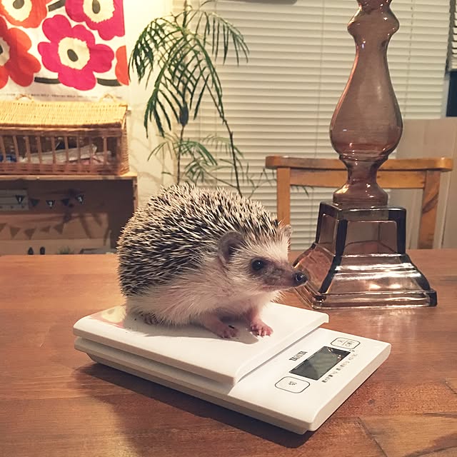 saokoさんの実例写真