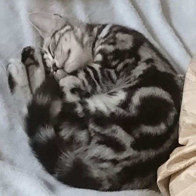 CatClipさんの実例写真