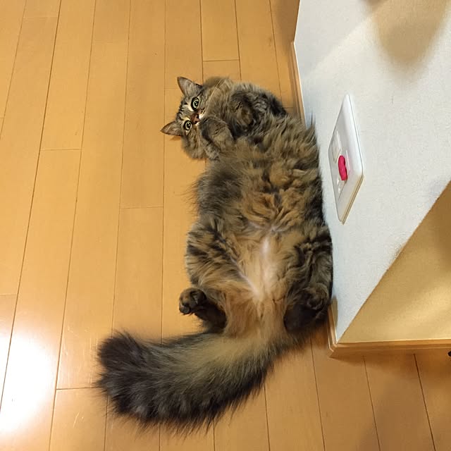 yuki0511さんの実例写真
