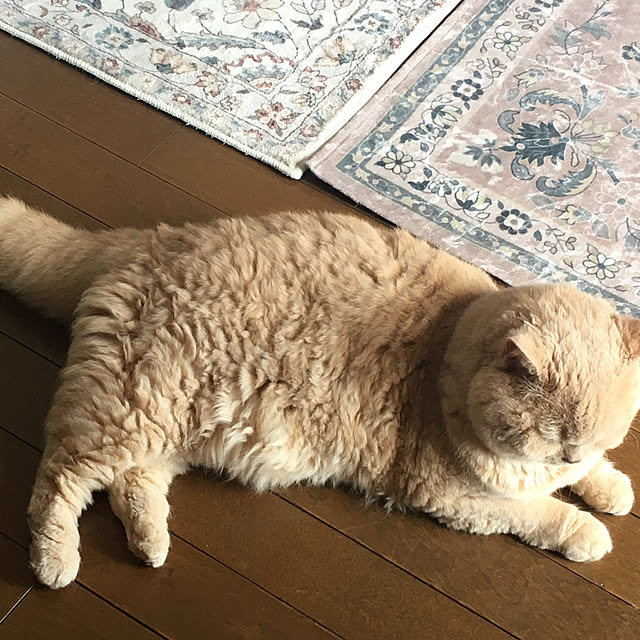 naokoさんの部屋