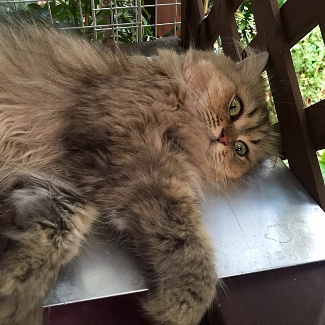 butachanさんの実例写真