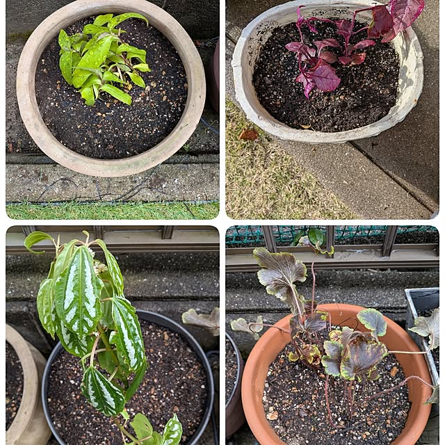 Renさんの実例写真