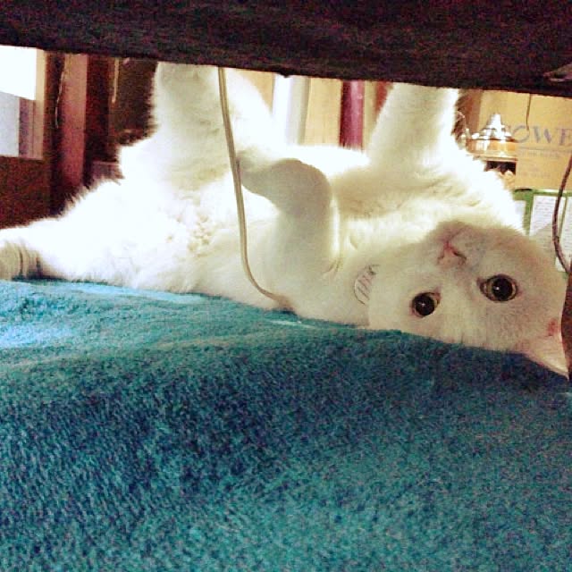 matatabi88さんの実例写真