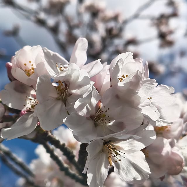 Rubiconさんの実例写真