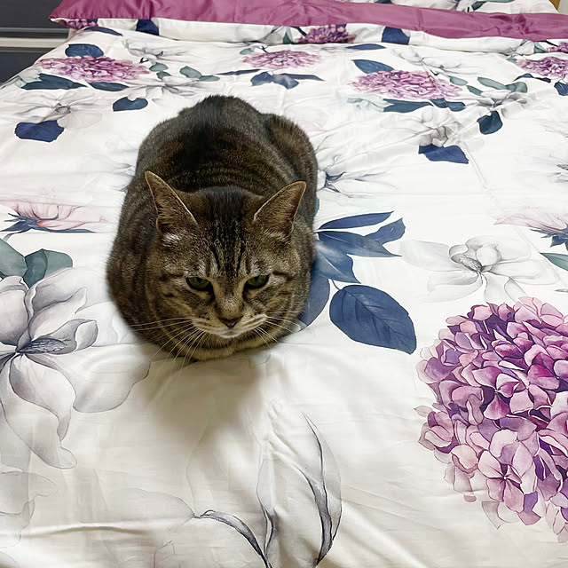 Shinさんの実例写真