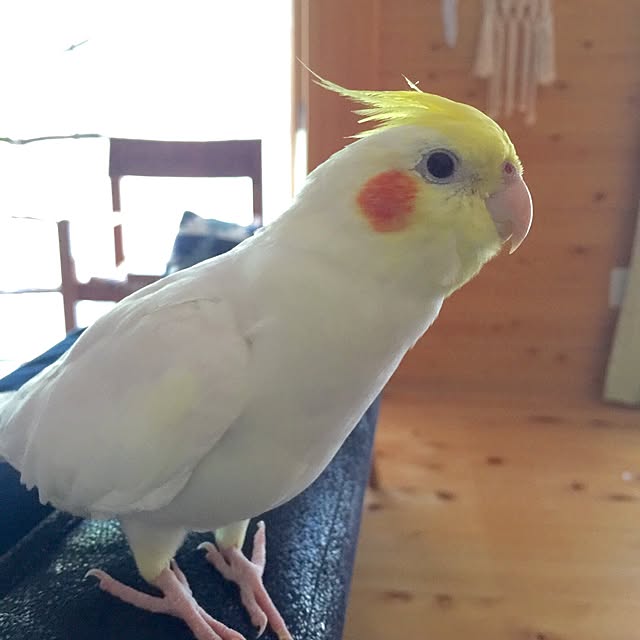 mamyuさんの実例写真