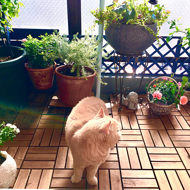 naokoさんの部屋
