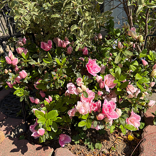 ronronさんの部屋