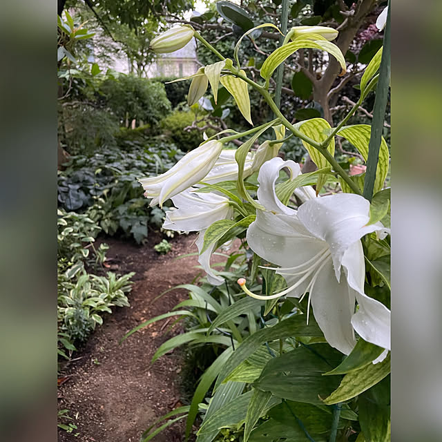 mamizaさんの実例写真