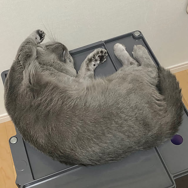 GUMIMINさんの実例写真