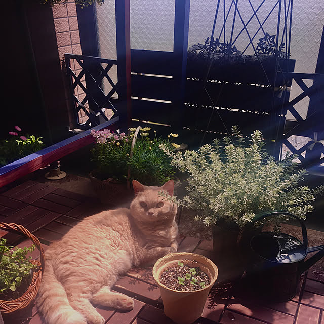 naokoさんの実例写真