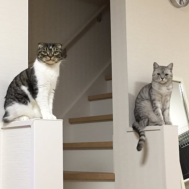 pocomaruさんの実例写真