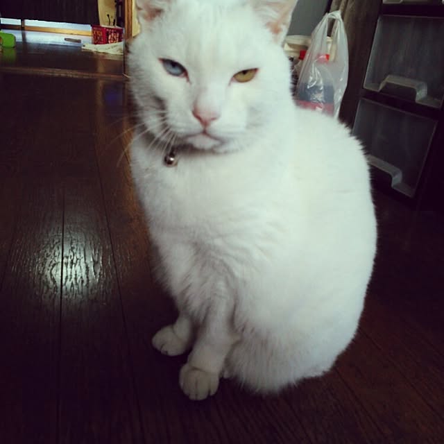 kamechanさんの実例写真