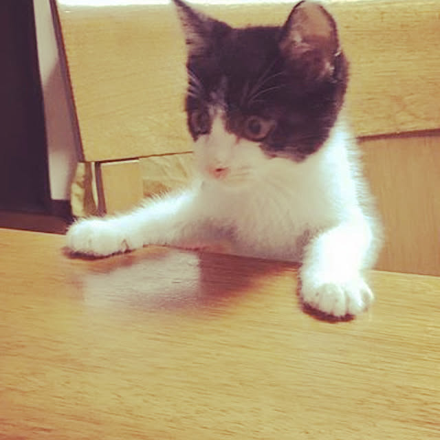 chiisoftさんの実例写真