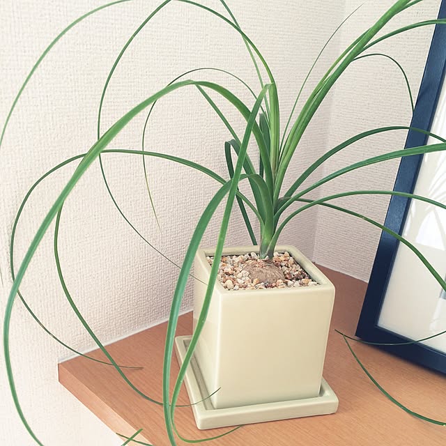 shioさんの実例写真