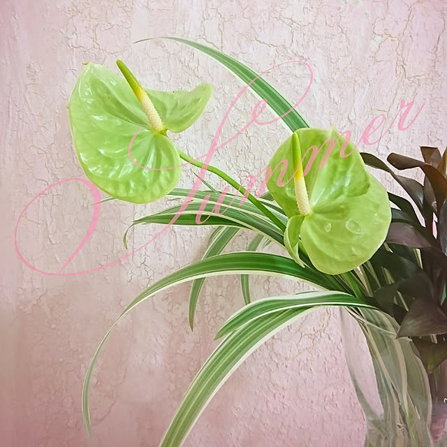 maikoさんの実例写真