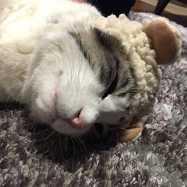 cherryさんの実例写真
