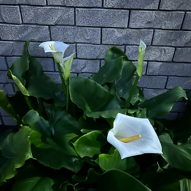 botanさんの実例写真