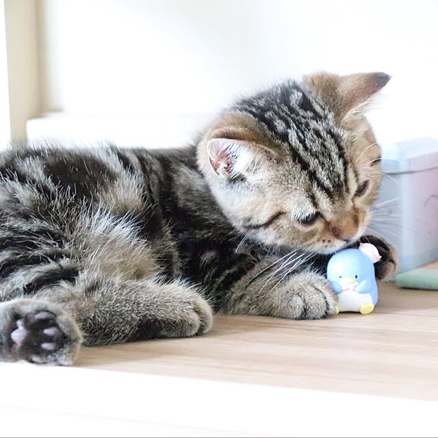 chiiさんの部屋