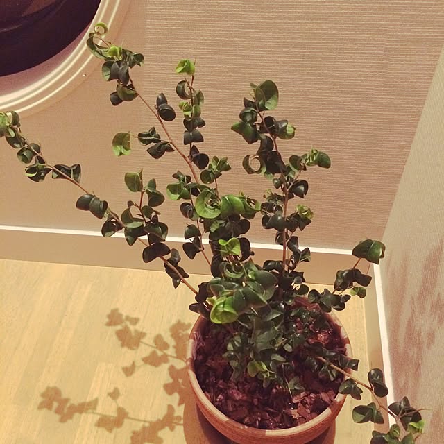 MIZUEさんの実例写真