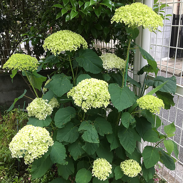 hirominさんの実例写真