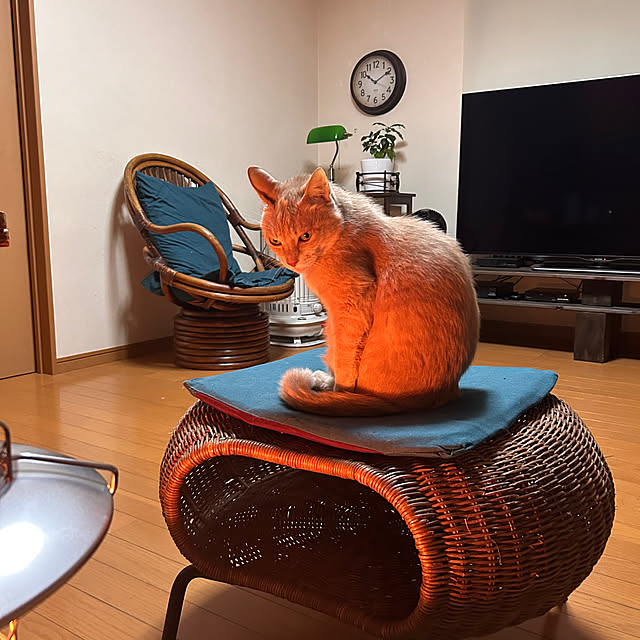 mikan161さんの実例写真