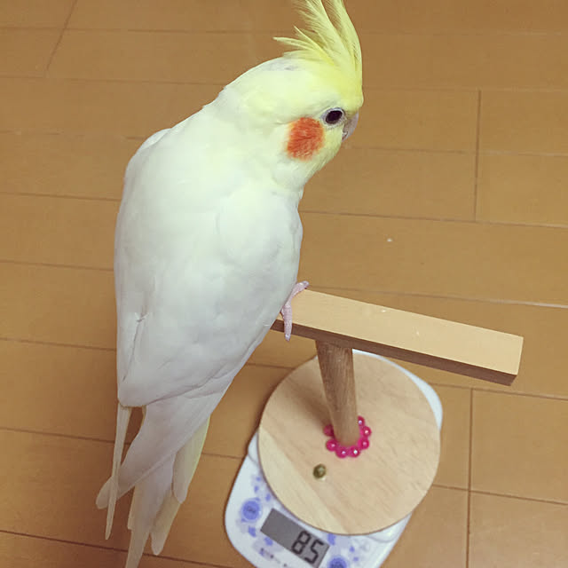 toratanさんの実例写真